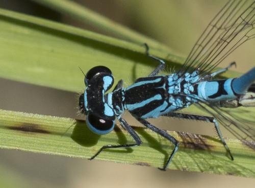 Coenagrion puella